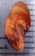  Seed